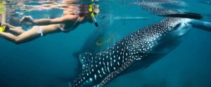 Oslob Whale Shark Encounter