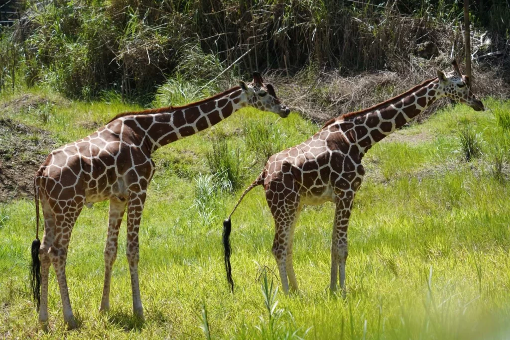 Giraffe at Cebu Safari