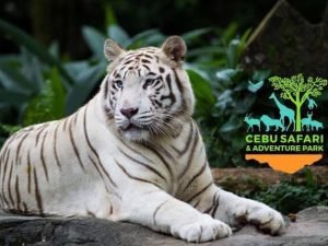 Cebu Safari