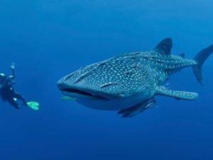 oslob Whale Shark