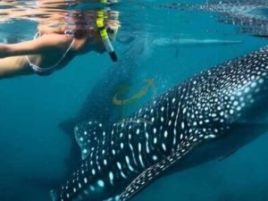 Oslob Whale Shark Oslob Whale Shark Encounter