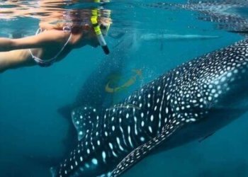 Oslob Whale Shark Encounter