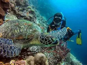 Turtle Encounter