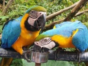 Bird Show at Cebu Safari