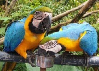 Bird Show at Cebu Safari