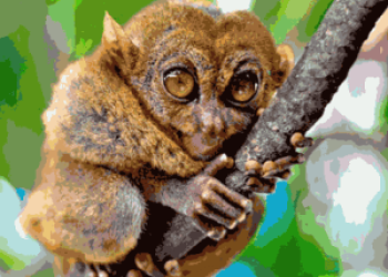 4D3N Cebu and Bohol Tour Package