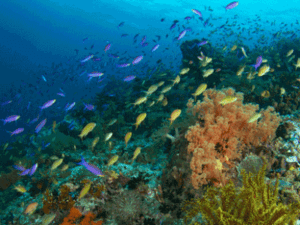 pescador island hopping