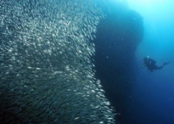 Sardines Run
