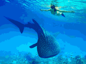 Oslob Whale Shark Joiners Tour