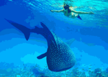 Oslob Whale Shark Joiners Tour