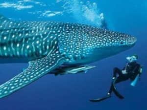 Scuba diving with the Whale Sharks