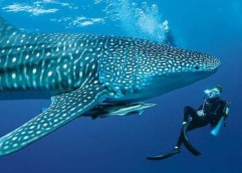 Scuba diving with the Whale Sharks