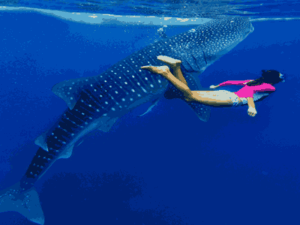 Swimming with the Whale Shark